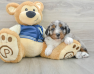 8 week old Mini Aussiedoodle Puppy For Sale - Florida Fur Babies