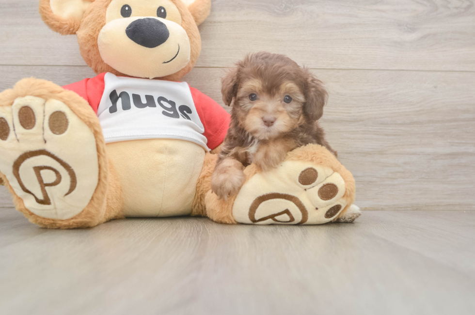 5 week old Mini Aussiedoodle Puppy For Sale - Florida Fur Babies