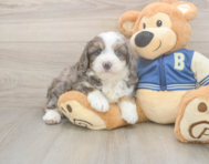 8 week old Mini Aussiedoodle Puppy For Sale - Florida Fur Babies