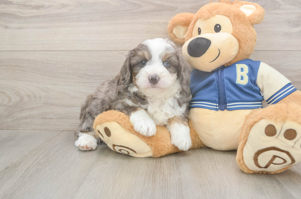 5 week old Mini Aussiedoodle Puppy For Sale - Florida Fur Babies