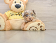 7 week old Mini Aussiedoodle Puppy For Sale - Florida Fur Babies
