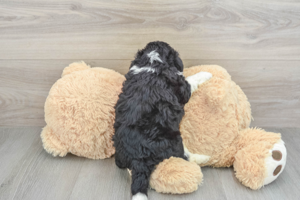 Mini Aussiedoodle Pup Being Cute