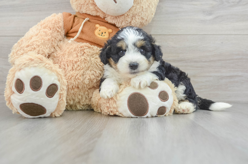 5 week old Mini Aussiedoodle Puppy For Sale - Florida Fur Babies
