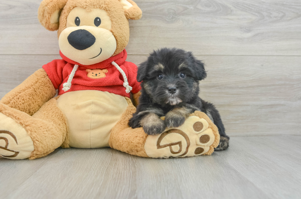 5 week old Mini Aussiedoodle Puppy For Sale - Florida Fur Babies