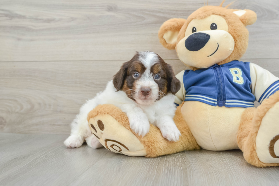 Best Mini Aussiedoodle Baby