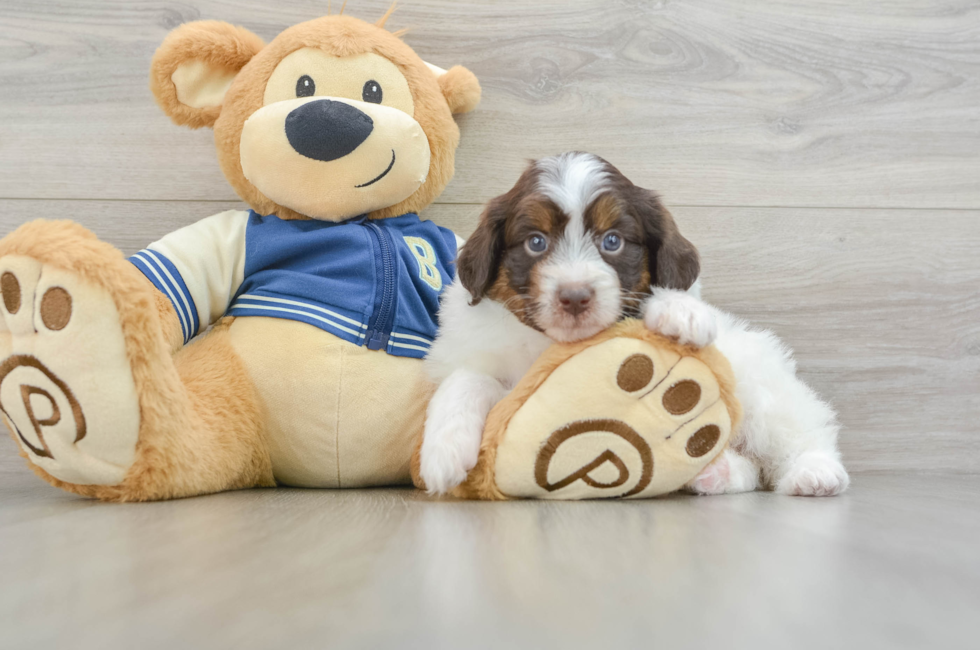 6 week old Mini Aussiedoodle Puppy For Sale - Florida Fur Babies