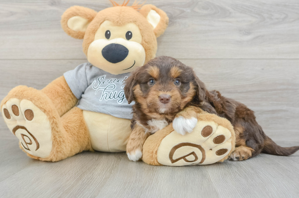 7 week old Mini Aussiedoodle Puppy For Sale - Florida Fur Babies