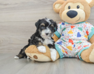 7 week old Mini Aussiedoodle Puppy For Sale - Florida Fur Babies