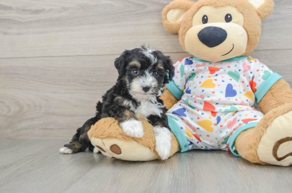 5 week old Mini Aussiedoodle Puppy For Sale - Florida Fur Babies