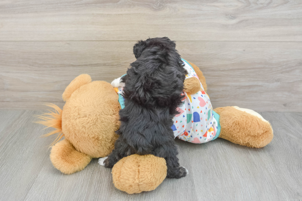 Petite Mini Aussiedoodle Poodle Mix Pup