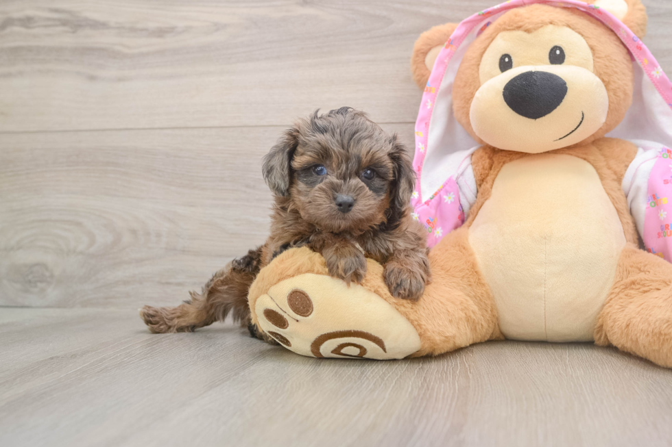 Mini Aussiedoodle Pup Being Cute