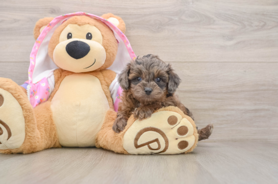 Petite Mini Aussiedoodle Poodle Mix Pup