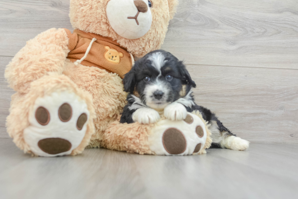 Best Mini Aussiedoodle Baby