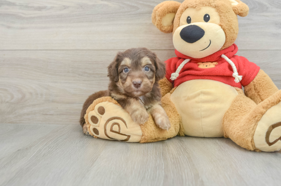 5 week old Mini Aussiedoodle Puppy For Sale - Florida Fur Babies