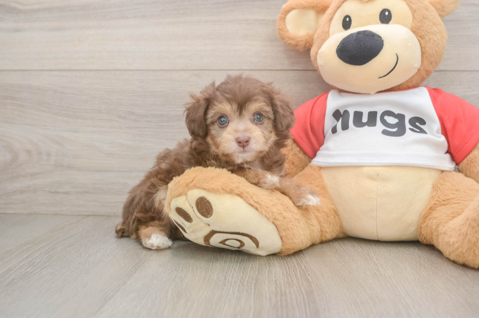 5 week old Mini Aussiedoodle Puppy For Sale - Florida Fur Babies