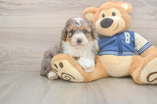 5 week old Mini Aussiedoodle Puppy For Sale - Florida Fur Babies Mini Aussiedoodle Pup Being Cute