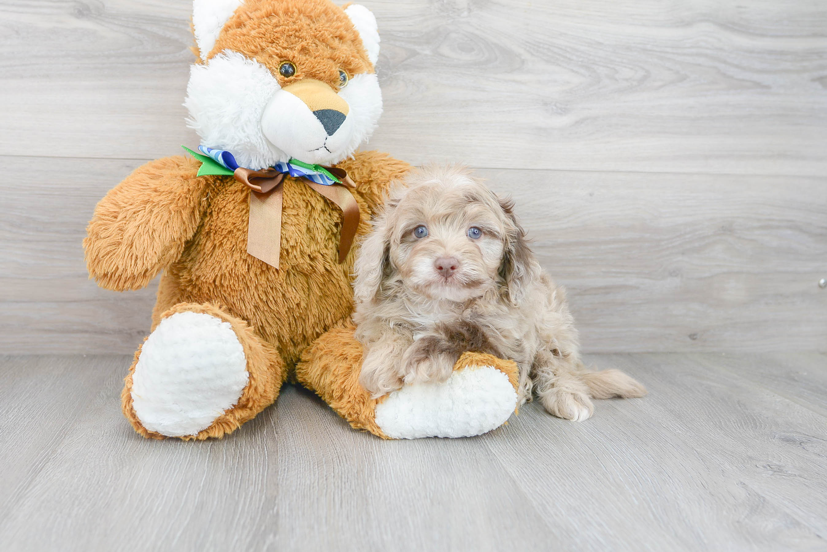 Best Mini Aussiedoodle Baby