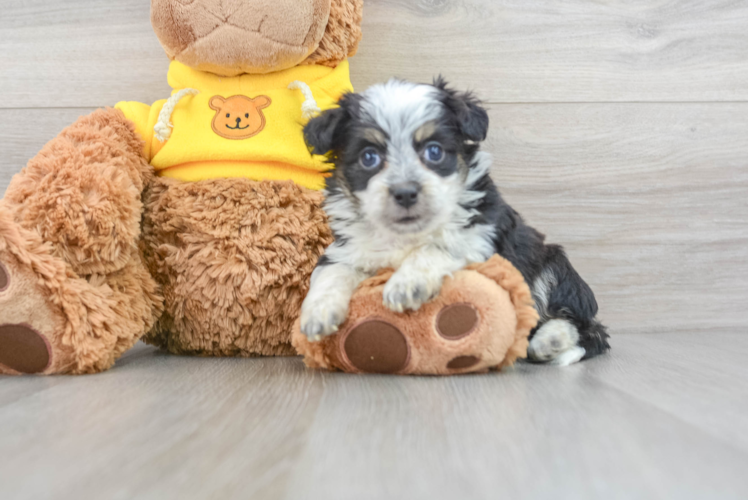 Energetic Aussiepoo Poodle Mix Puppy