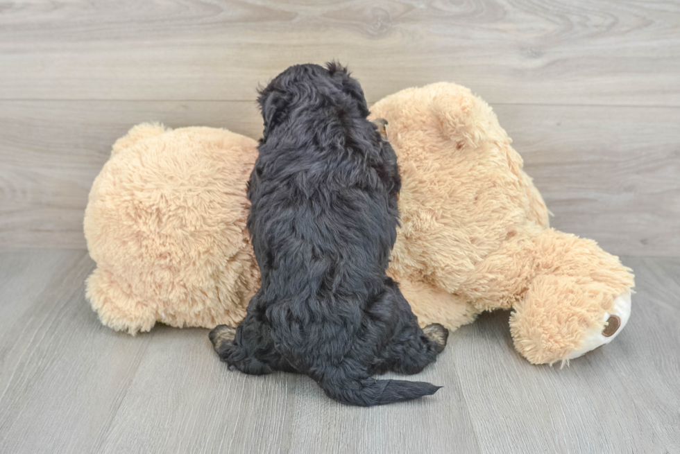 Adorable Mini Australian Shepherd X Poodle Mix Poodle Mix Puppy