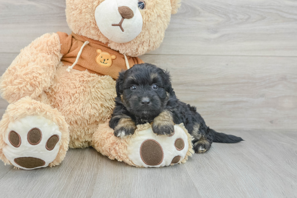 Best Mini Aussiedoodle Baby