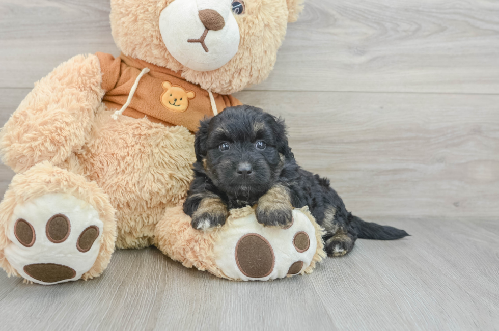 5 week old Mini Aussiedoodle Puppy For Sale - Florida Fur Babies