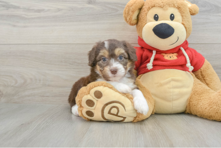 Funny Mini Aussiedoodle Poodle Mix Pup