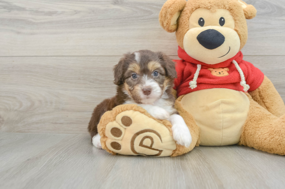 5 week old Mini Aussiedoodle Puppy For Sale - Florida Fur Babies