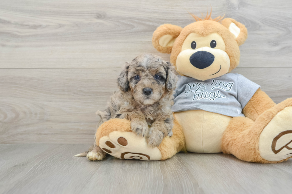 5 week old Mini Aussiedoodle Puppy For Sale - Florida Fur Babies