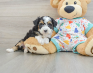 7 week old Mini Aussiedoodle Puppy For Sale - Florida Fur Babies