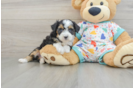Best Mini Aussiedoodle Baby