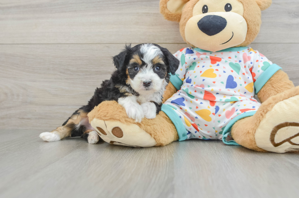 5 week old Mini Aussiedoodle Puppy For Sale - Florida Fur Babies