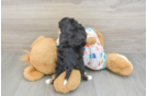 Mini Aussiedoodle Pup Being Cute
