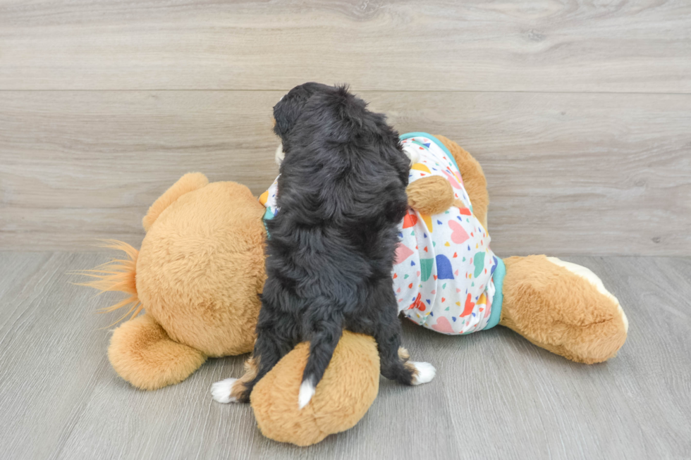 Mini Aussiedoodle Pup Being Cute