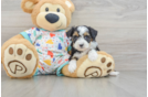 Best Mini Aussiedoodle Baby
