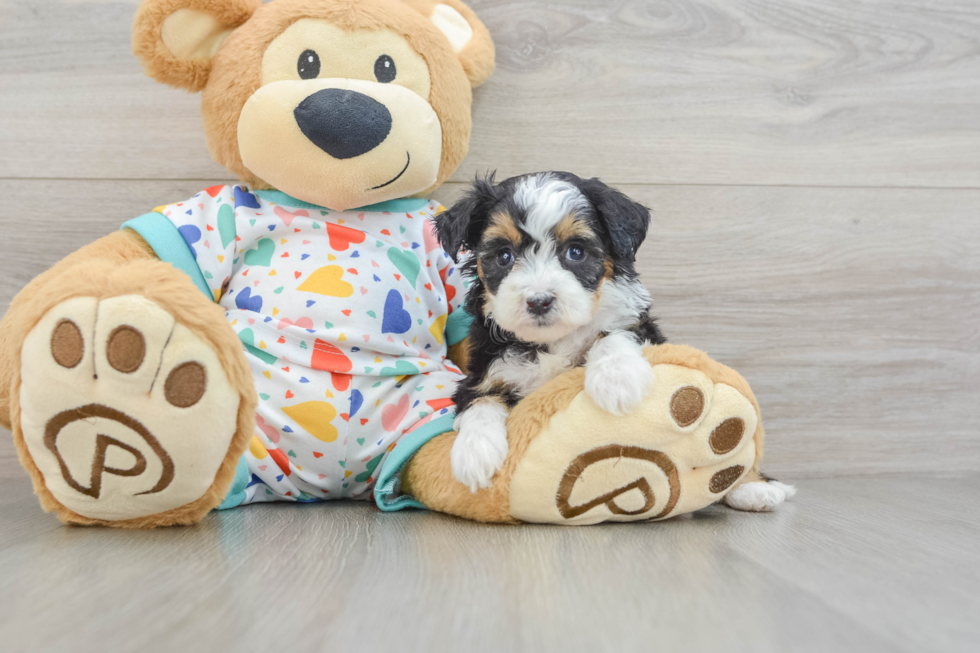 Best Mini Aussiedoodle Baby