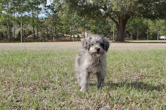 26 week old Mini Aussiedoodle Puppy For Sale - Florida Fur Babies
