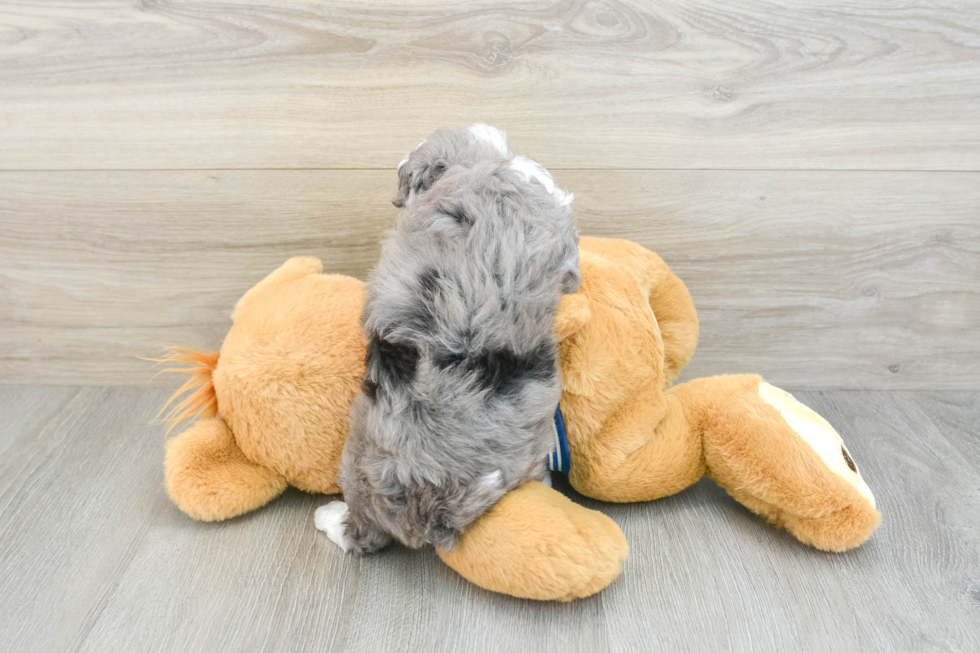 Smart Mini Aussiedoodle Poodle Mix Pup