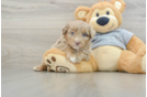 Popular Mini Aussiedoodle Poodle Mix Pup