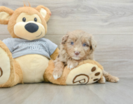 8 week old Mini Aussiedoodle Puppy For Sale - Florida Fur Babies