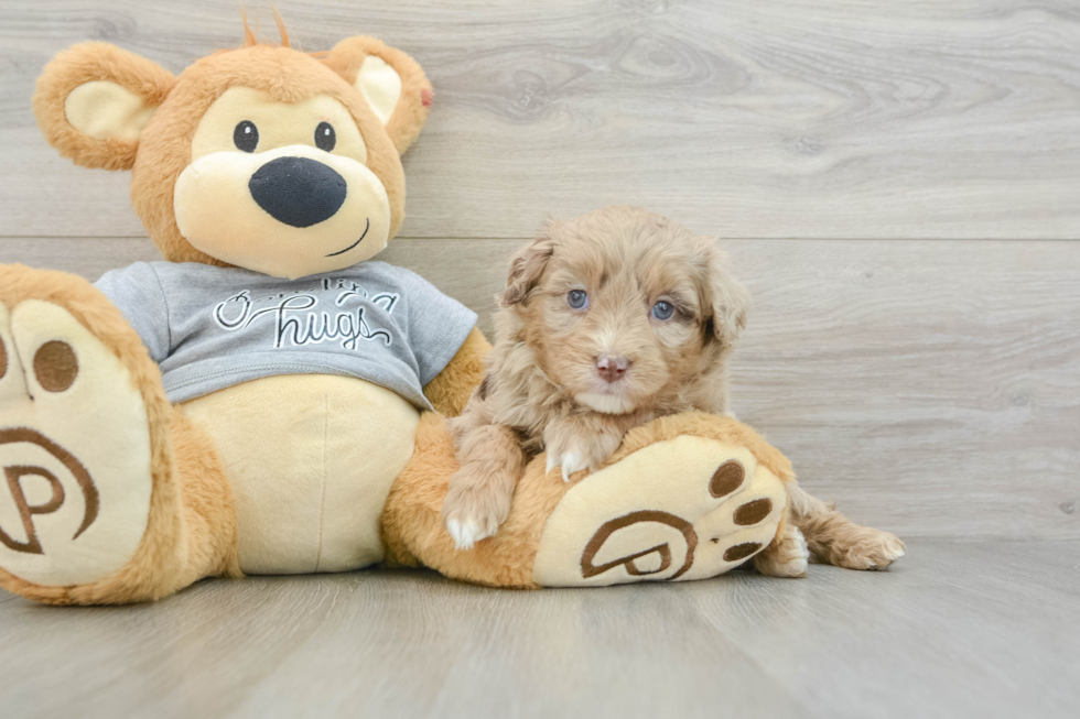 Petite Mini Aussiedoodle Poodle Mix Pup