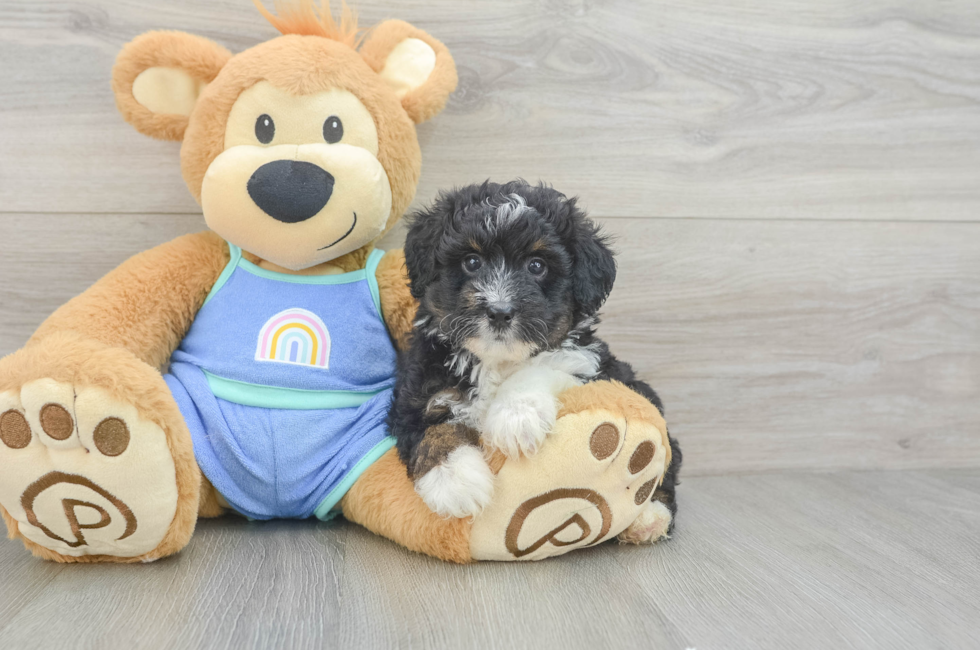 6 week old Mini Aussiedoodle Puppy For Sale - Florida Fur Babies