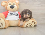 8 week old Mini Aussiedoodle Puppy For Sale - Florida Fur Babies