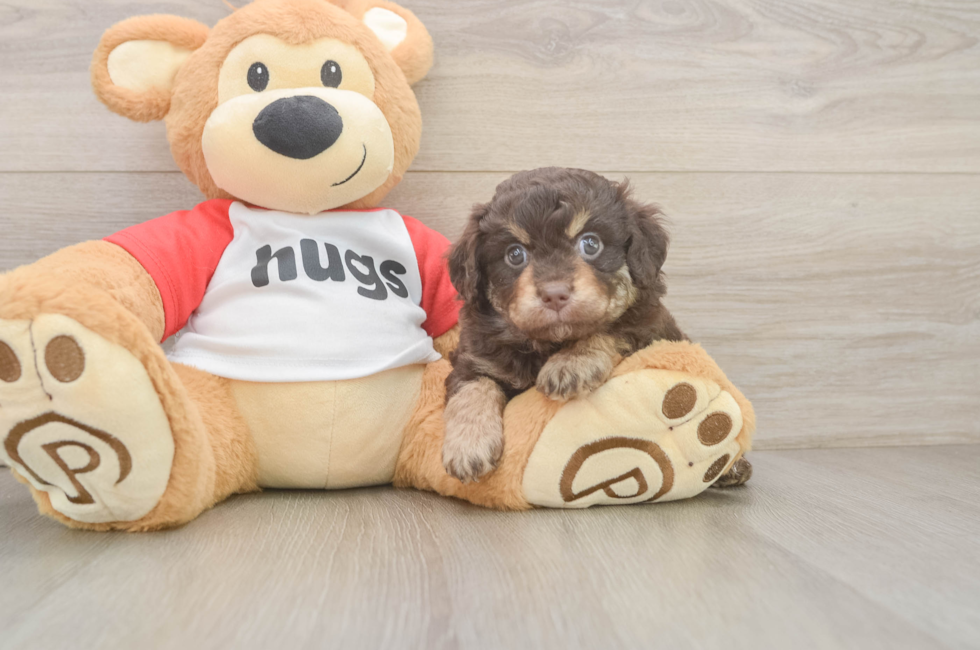 6 week old Mini Aussiedoodle Puppy For Sale - Florida Fur Babies