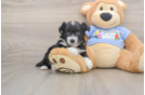 Mini Aussiedoodle Pup Being Cute