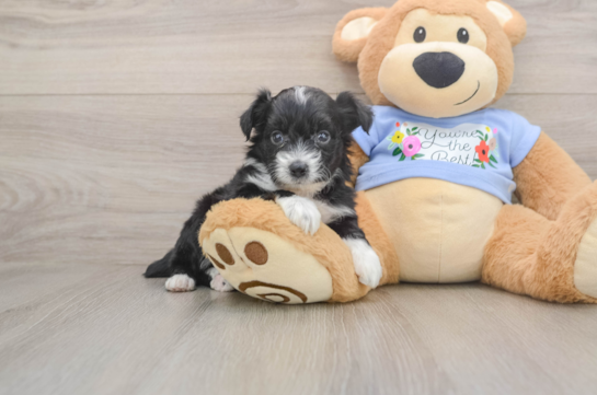 Mini Aussiedoodle Pup Being Cute