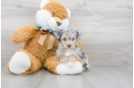 Meet Nadia - our Mini Aussiedoodle Puppy Photo 1/2 - Florida Fur Babies