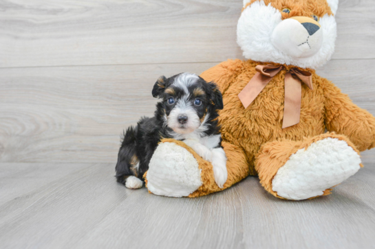 Little Aussiepoo Poodle Mix Puppy