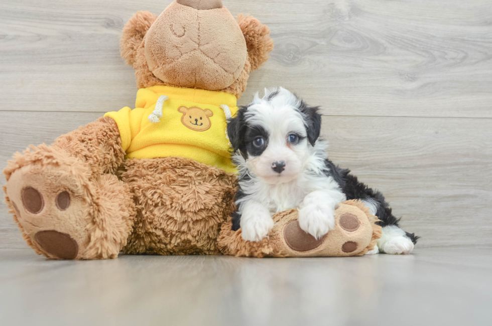 6 week old Mini Aussiedoodle Puppy For Sale - Florida Fur Babies