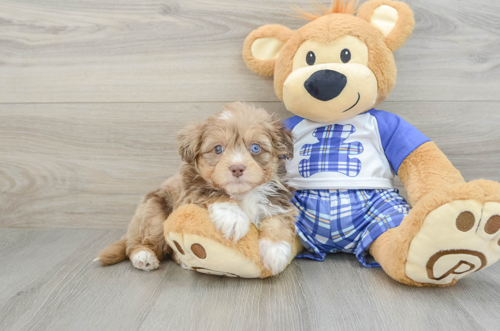 6 week old Mini Aussiedoodle Puppy For Sale - Florida Fur Babies