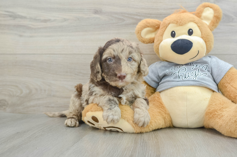 5 week old Mini Aussiedoodle Puppy For Sale - Florida Fur Babies